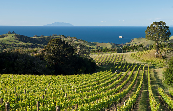 Waiheke Island - New Zealand