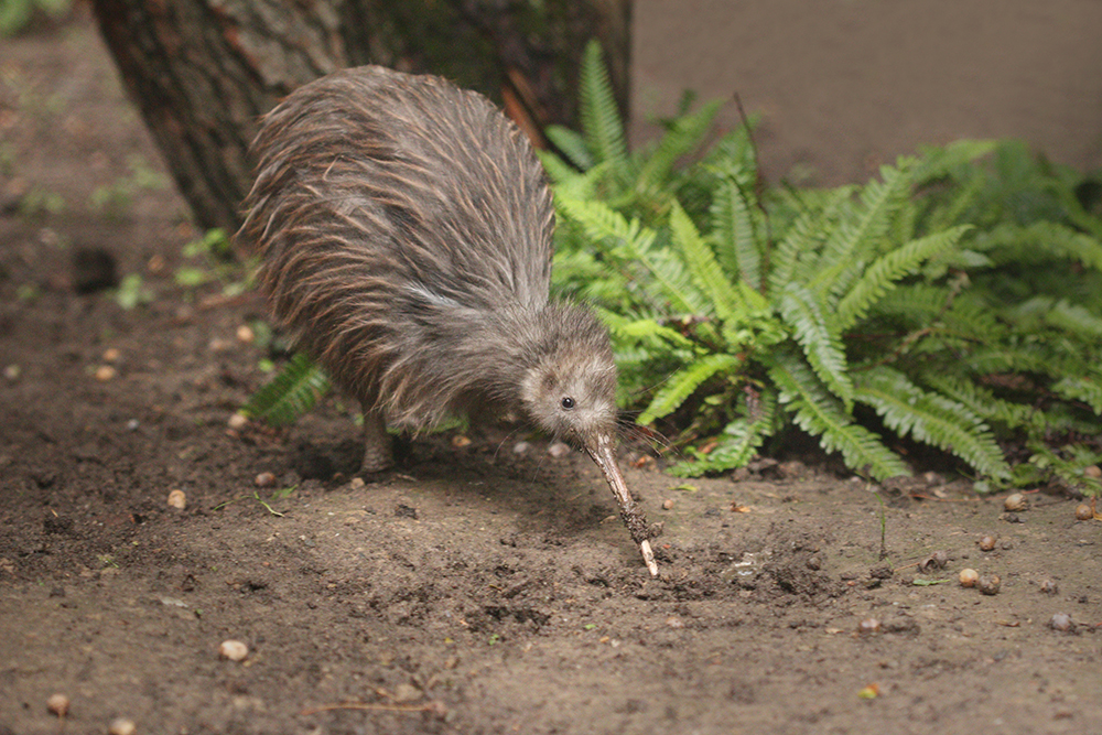 Kiwi Hatchery