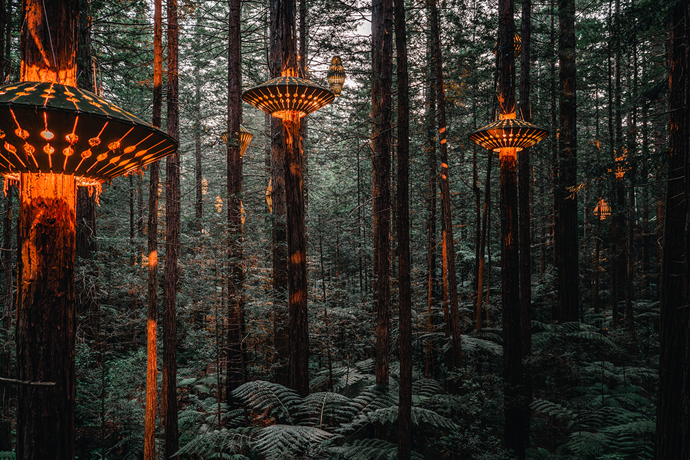 Redwoods Treewalk