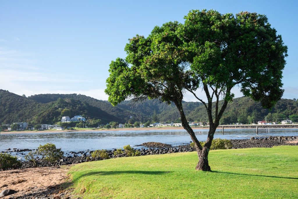 A lonely tree and a view of Paihia from Waitangi beach, New Zealand, North Island